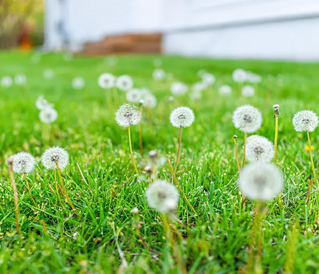 weed control paducah ky